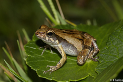 Physalaemus cuvieri