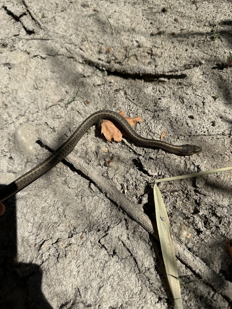 Wandering Garter Snake From Boise River Greenbelt, Eagle, ID, US On ...