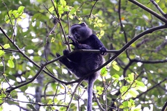 Cercopithecus mitis stuhlmanni