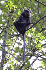 Cercopithecus mitis stuhlmanni