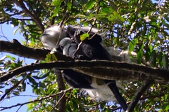 Colobus guereza matschiei