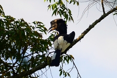 Bycanistes subcylindricus