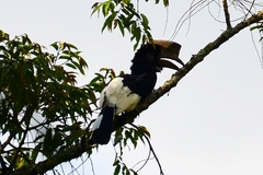 Bycanistes subcylindricus