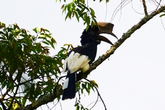 Bycanistes subcylindricus