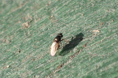 Diptera