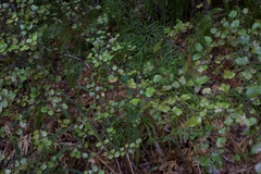 Nothofagus solandri