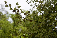 Nothofagus truncata