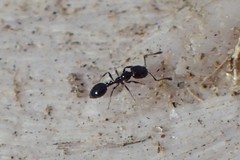 Monomorium ergatogyna
