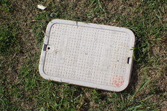 Monomorium ergatogyna