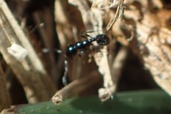 Monomorium ergatogyna