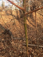 Sassafras albidum