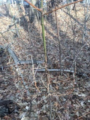 Sassafras albidum
