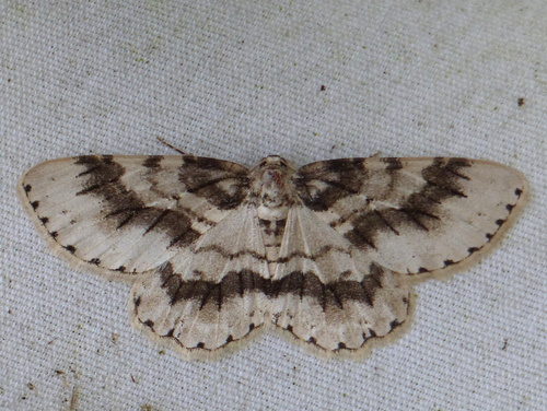 Small Engrailed, photo 9 of 10