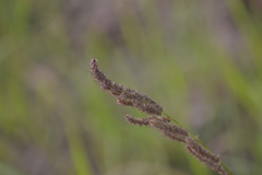 Echinochloa muricata microstachya