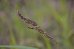 Echinochloa muricata microstachya