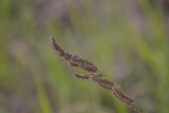 Echinochloa muricata microstachya