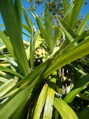 Pandanus