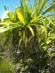 Pandanus