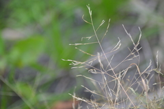 Eragrostis pectinacea