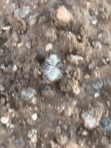 Dasymutilla pseudopappus photo 4