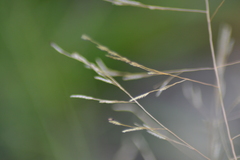 Eragrostis pectinacea