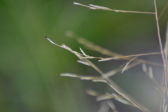 Eragrostis pectinacea