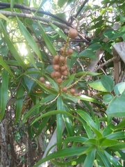 Dracaena reflexa image