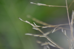 Eragrostis pectinacea