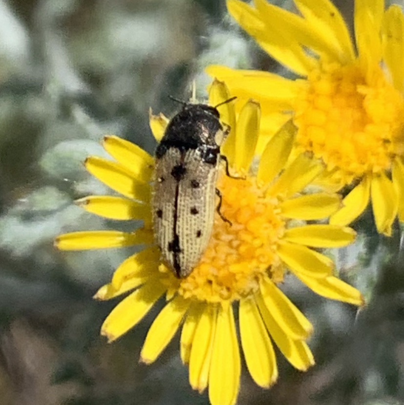 Acmaeodera immaculata