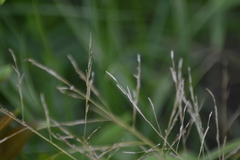 Eragrostis pectinacea