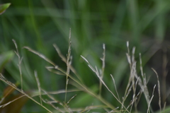 Eragrostis pectinacea