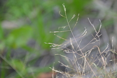 Eragrostis pectinacea