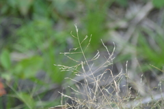 Eragrostis pectinacea