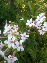 Clerodendrum
