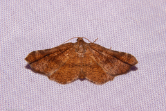 Morova subfasciata