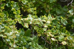 Muehlenbeckia australis × complexa