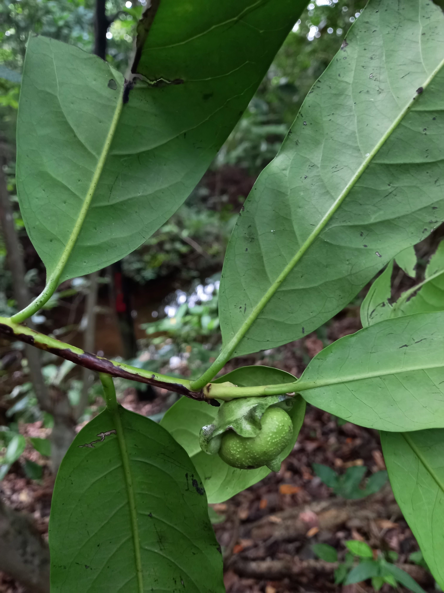 Imagem de Jabuticaba
