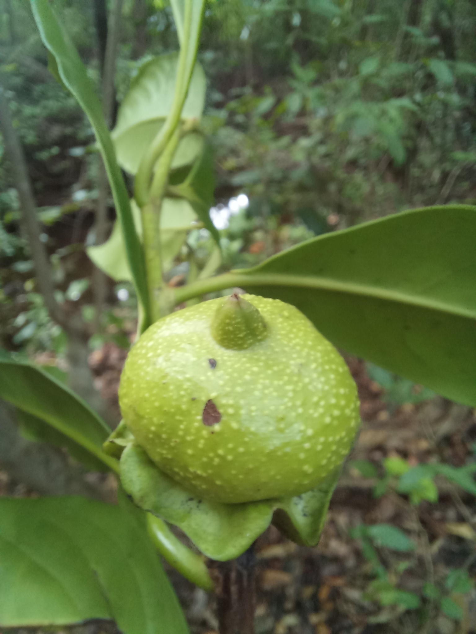 Imagem de Jabuticaba