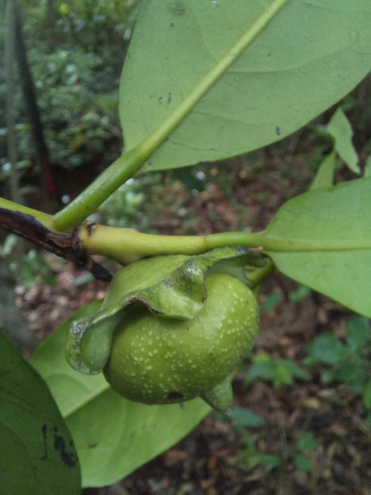 Imagem de Jabuticaba