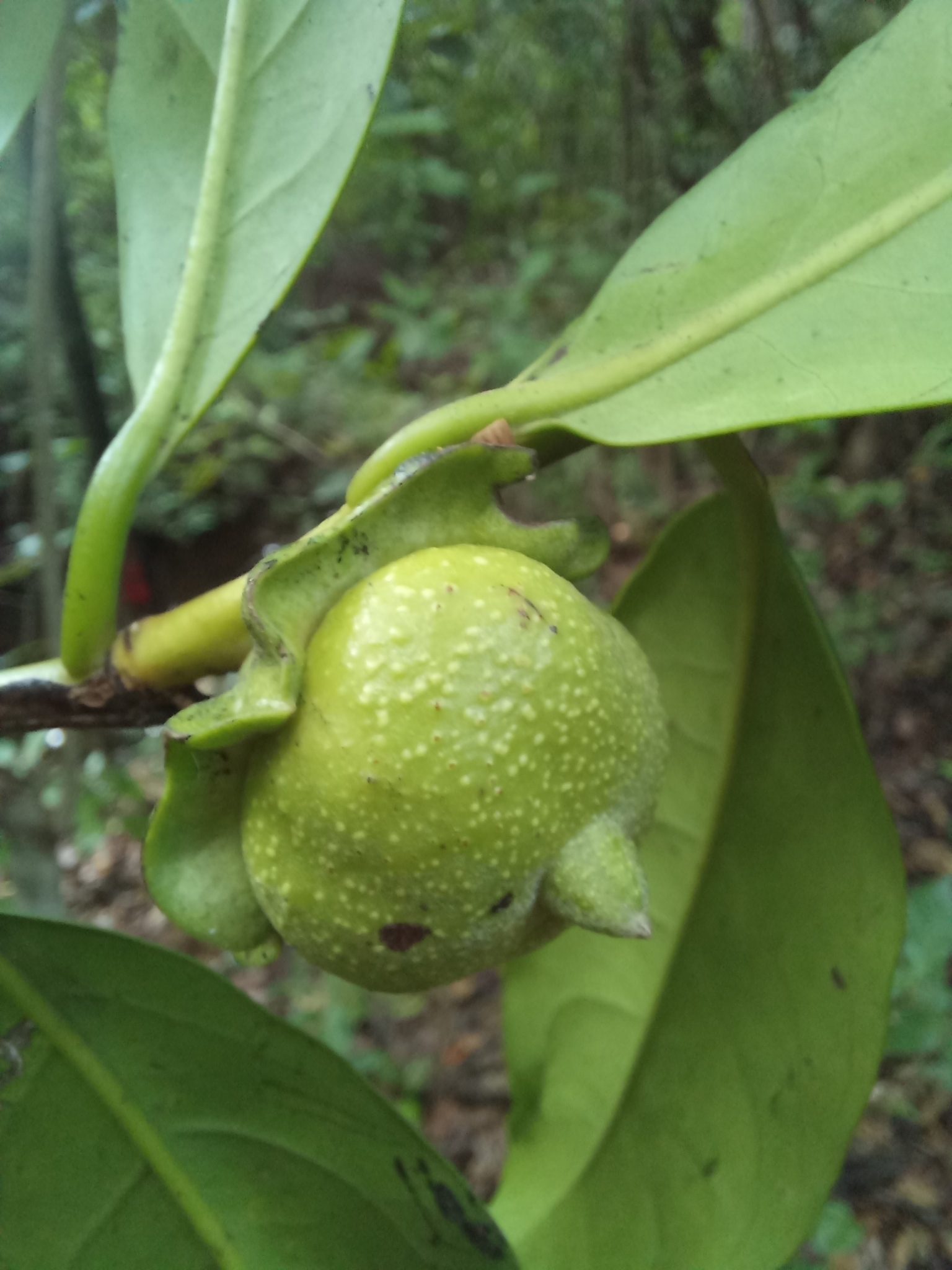 Imagem de Jabuticaba