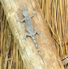 Hemidactylus platycephalus