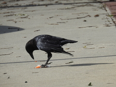Corvus brachyrhynchos