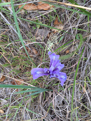 Iris macrosiphon