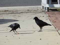 Corvus brachyrhynchos