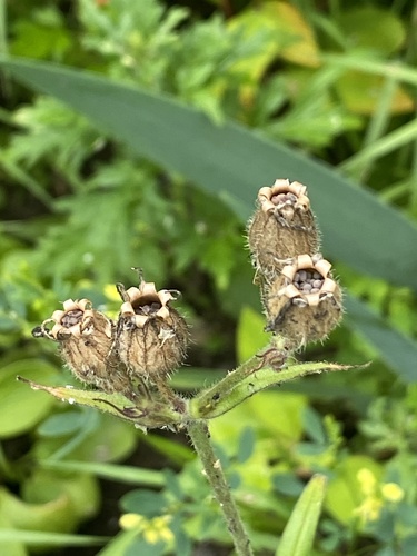 Photograph of Behenantha