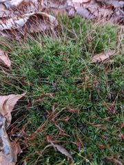Atrichum altecristatum