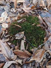 Atrichum altecristatum