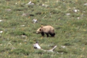 Grizzly Bear photographed in Montana