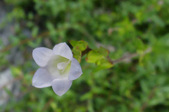 Prismatocarpus schlechteri
