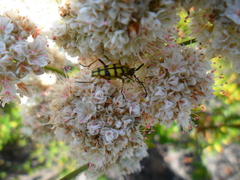 Stenostrophia tribalteata